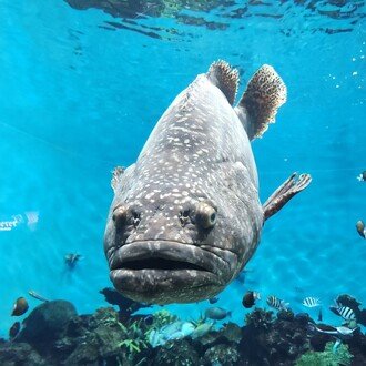 はやか-shirohira 　（短編小説）