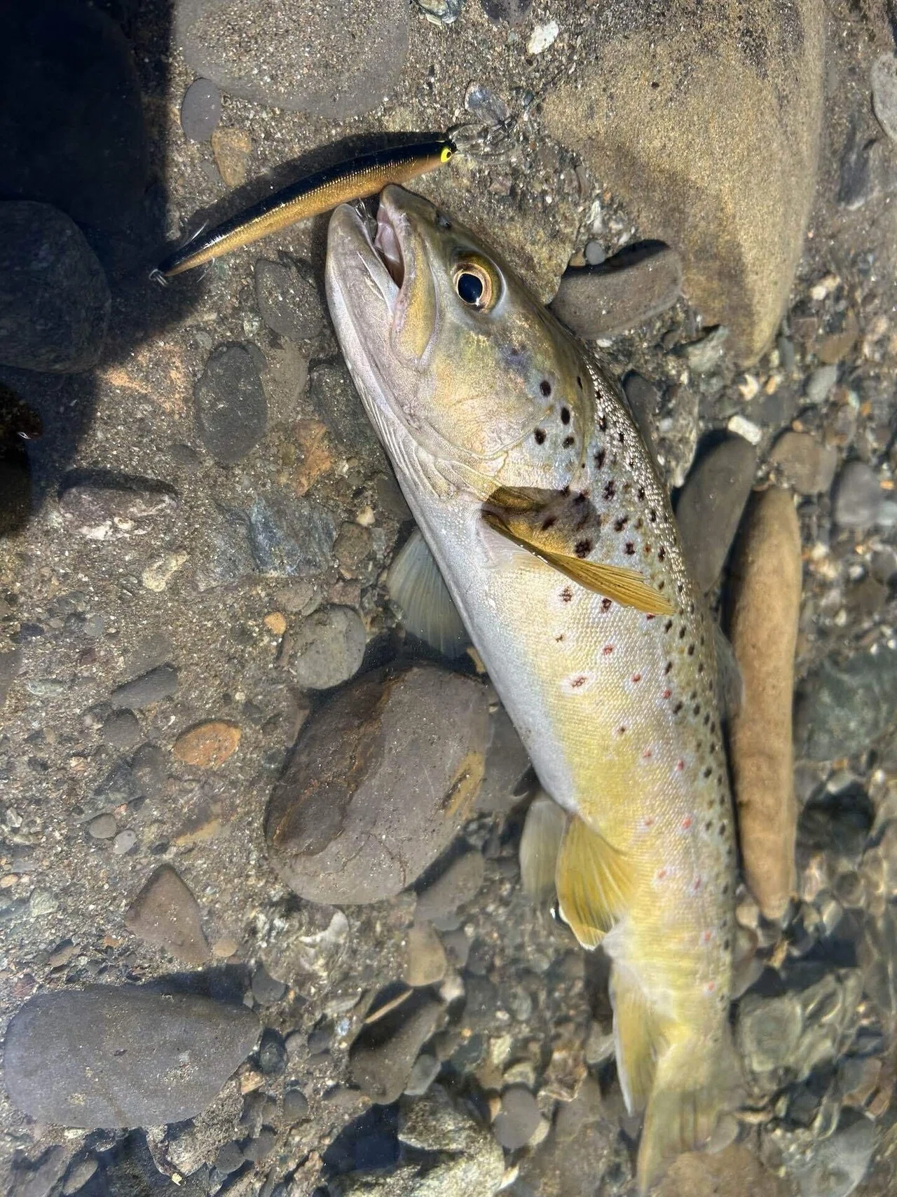 タックルハウスのツインクル、これだ。｜angler_noji