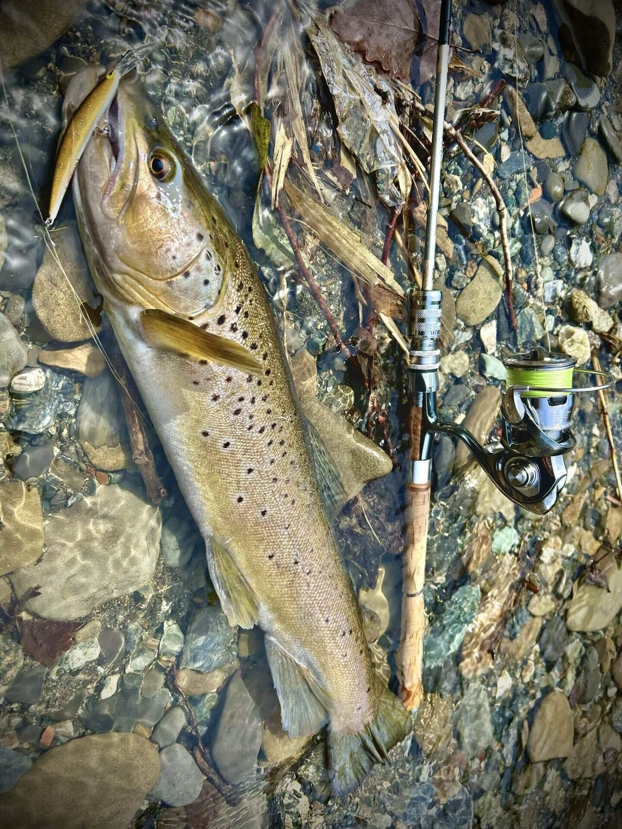 タックルハウスのツインクル、これだ。｜angler_noji