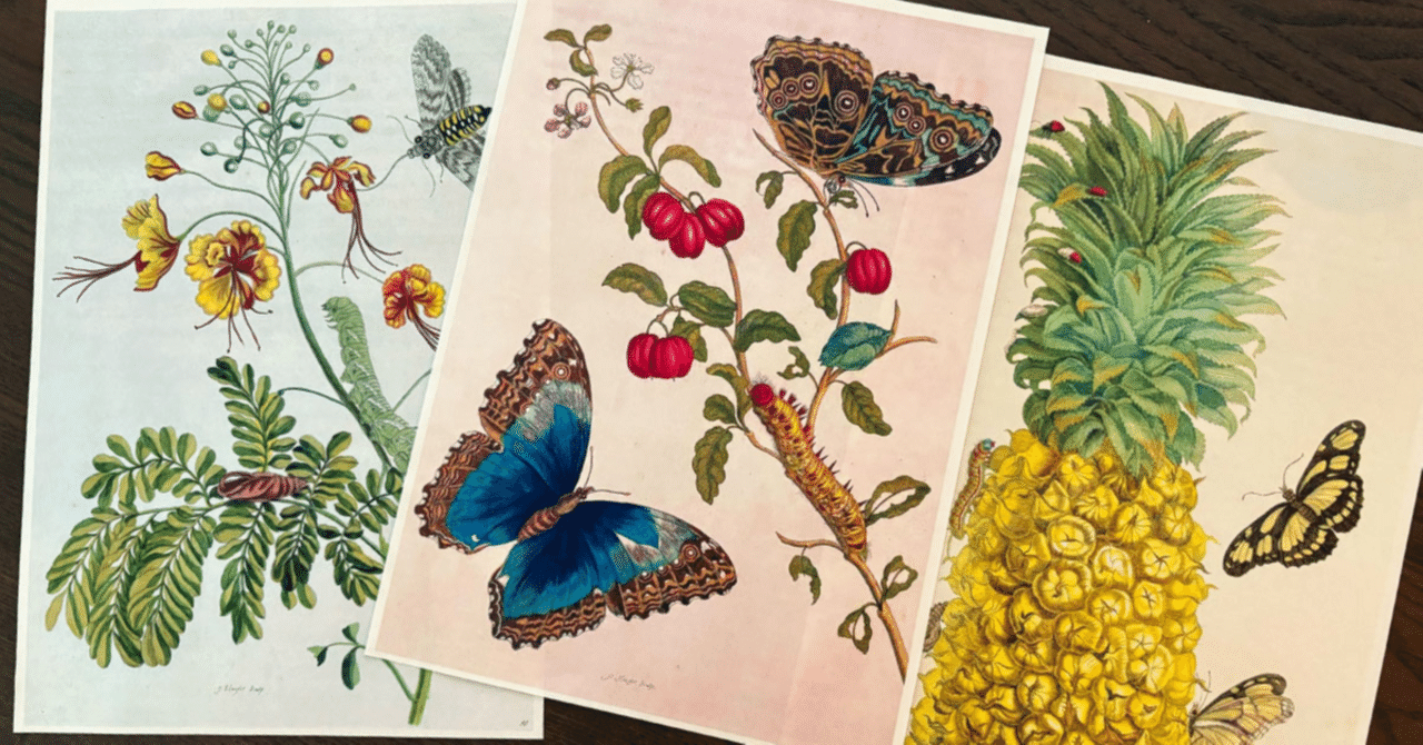 細密かつ大胆な昆虫画の魅力を中野京子が紐解く『虫を描く女 「昆虫学