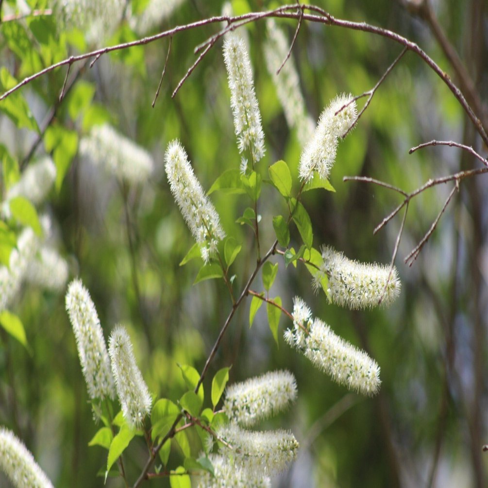 ウワミズザクラ｜あおはくたき