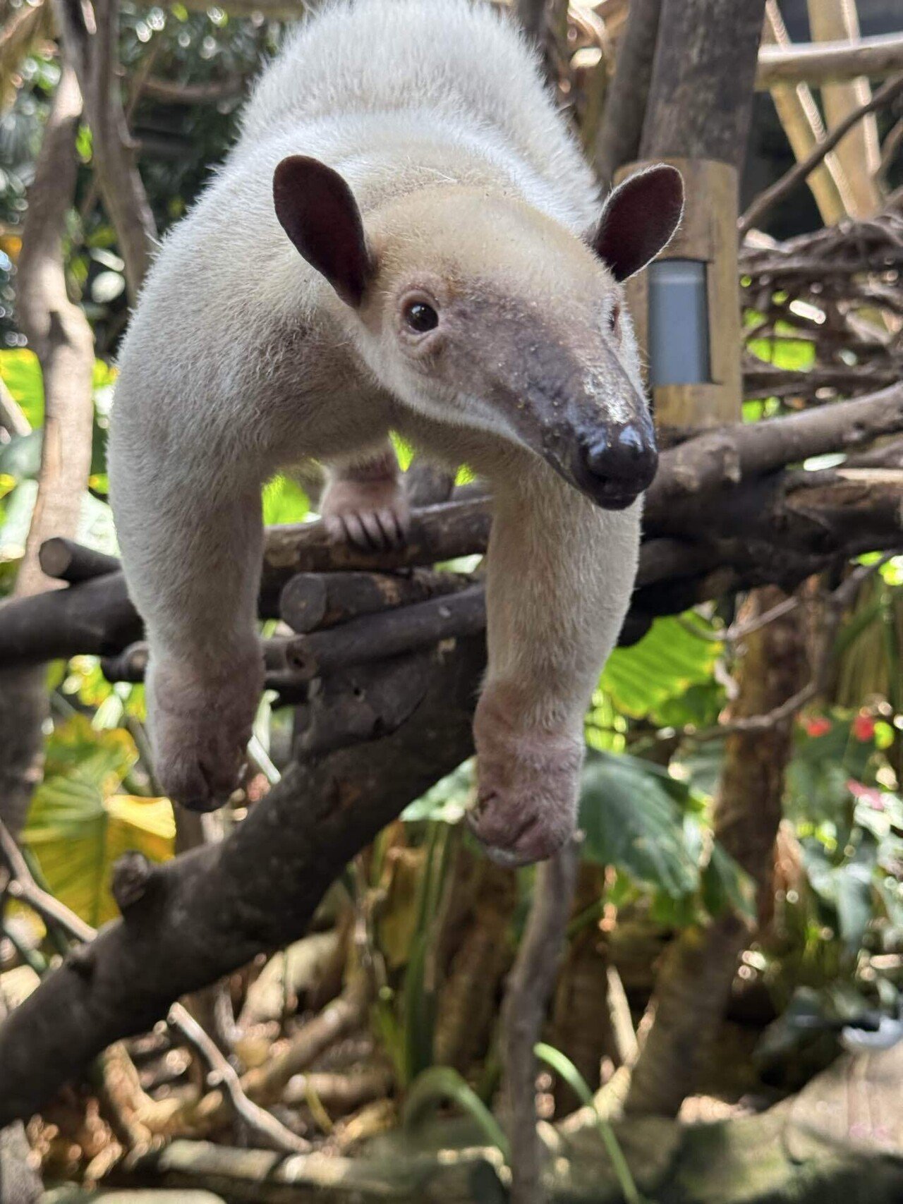 ミナミコアリクイ展示再開！｜那須どうぶつ王国公式note