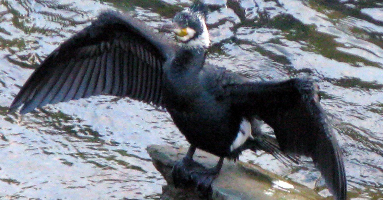 町田市の鶴見川で変な鳥を見つけた 何だこの鳥は 海丸ミチ Note