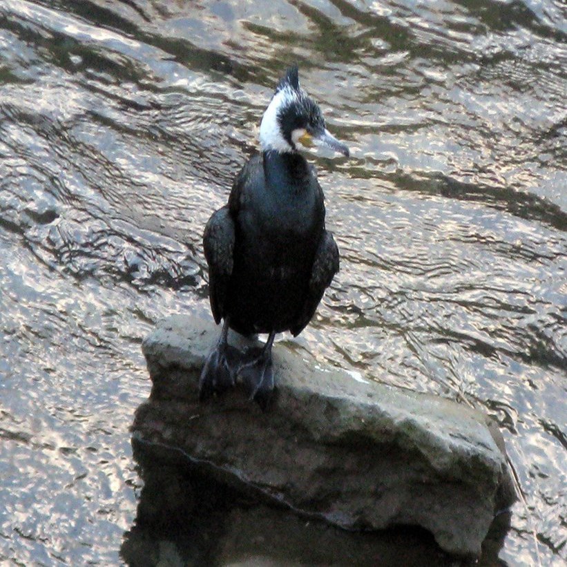 町田市の鶴見川で変な鳥を見つけた 何だこの鳥は 海丸ミチ Note