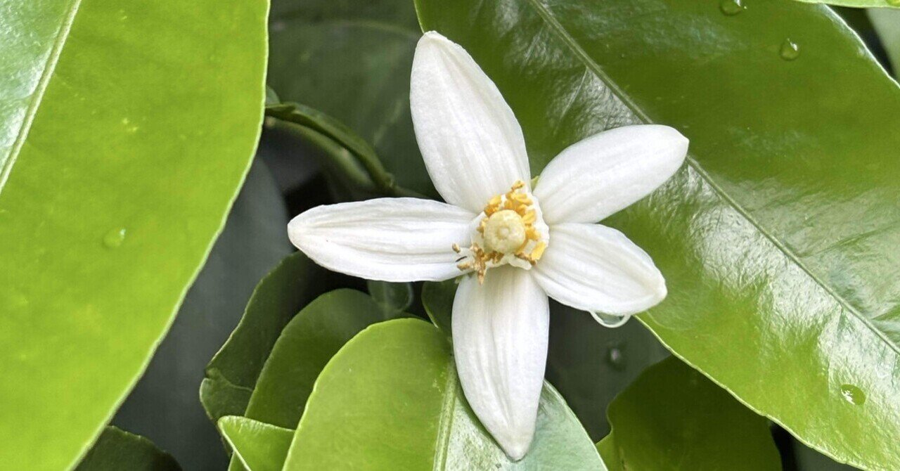 中国茶のしつらえ 蜜柑の花｜cha-bliss