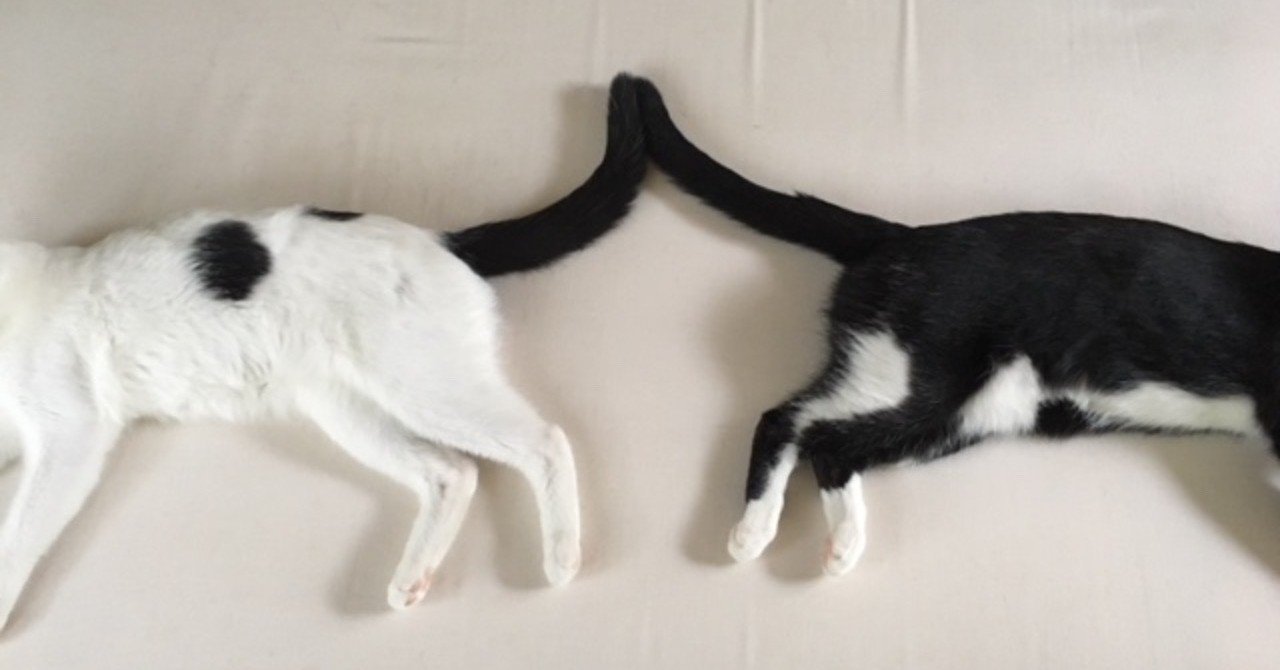 禁煙セラピー の正しい使い方 本ヲ読ム橋本 Note