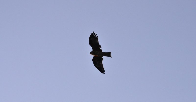 鳥が飛び立つように くりたまき Note