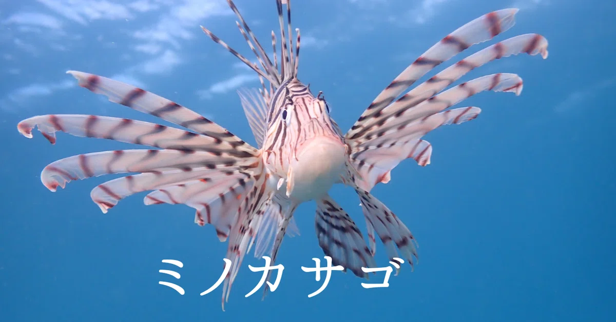 【優雅な毒魚】ミノカサゴの魅力と安全な観察方法｜三浦 海の学校ダイビング情報｜ティージェー