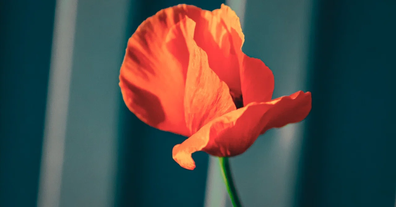 Why having a camera makes everyday life seem a little kinder｜れいちゃん