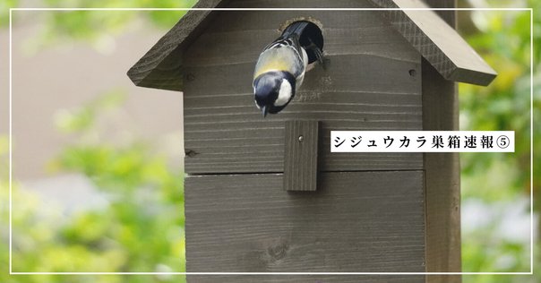 1日1コビト紹介 ： サルニコシカケ｜こびとづかん公式note