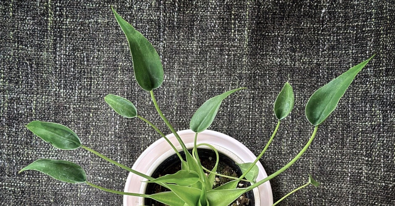 アロカシア6種　バラ売り不可 アロカシア6種 バラ売り不可 アロカシア | 希少植物の販売