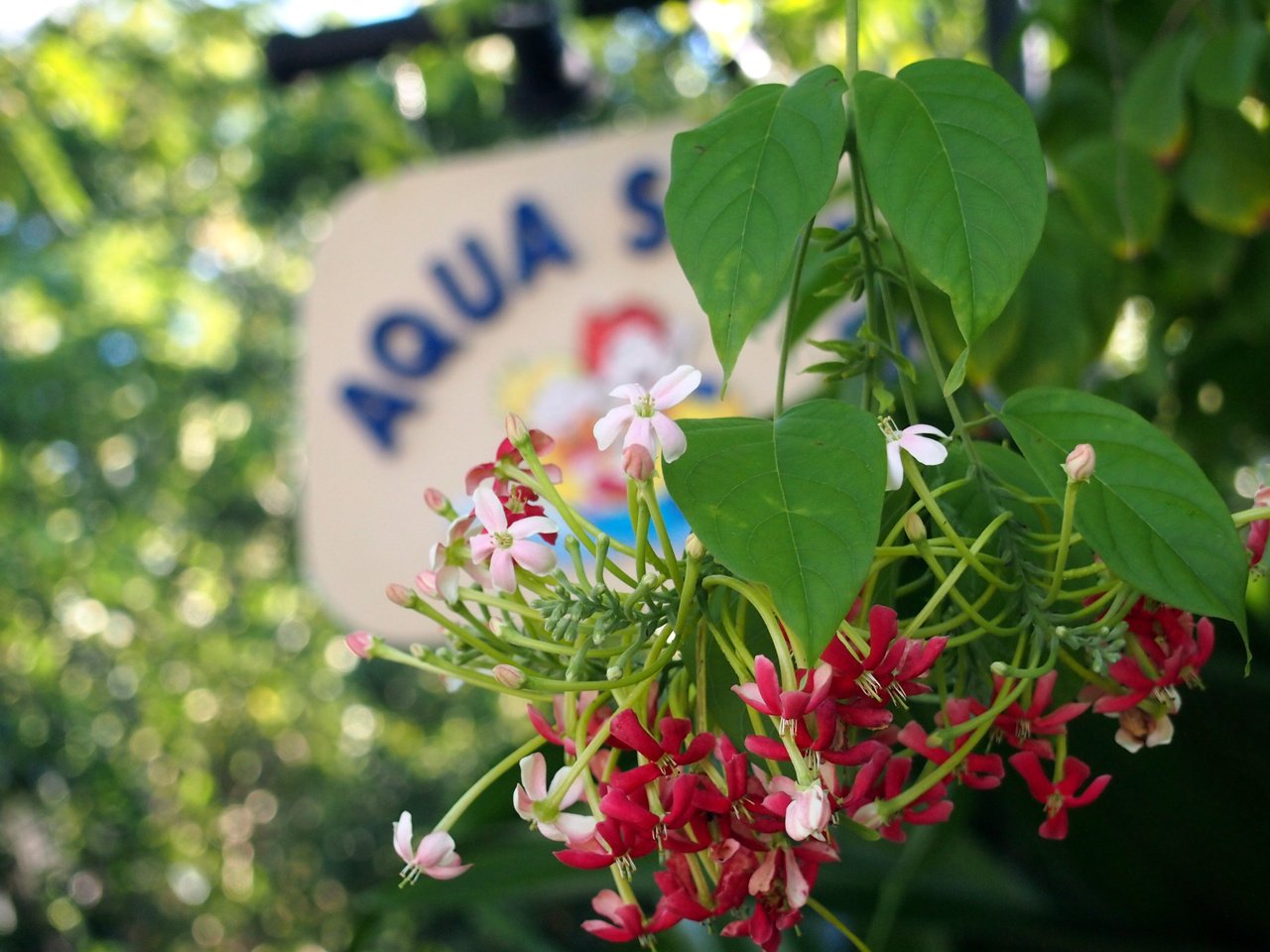 フィリピンで撮った花 Tsuboi Nobuo Note