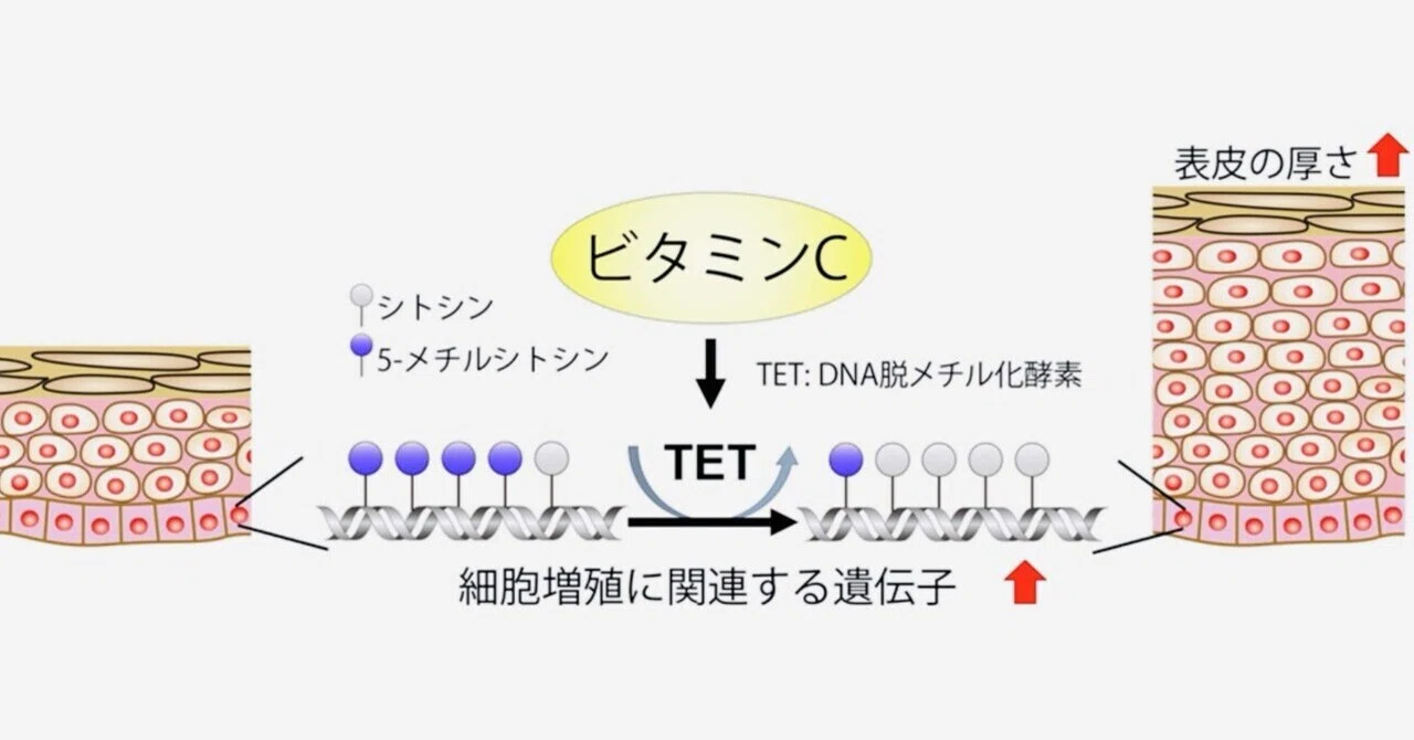 最新｜年齢とともに"薄くなる肌"をビタミンCが防ぐ可能性