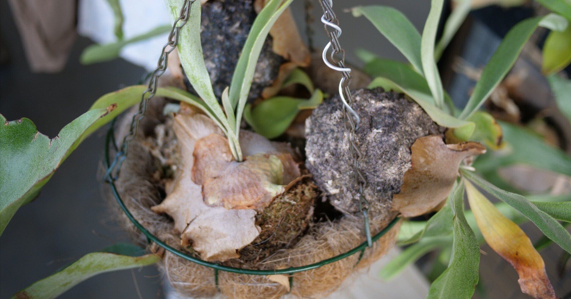 【お渡し先決定済】３月で終了 ビカクシダ 苔玉　 ビカクシダの苔玉解体が面倒なので苔玉のまま合体させる｜note ワタナベ
