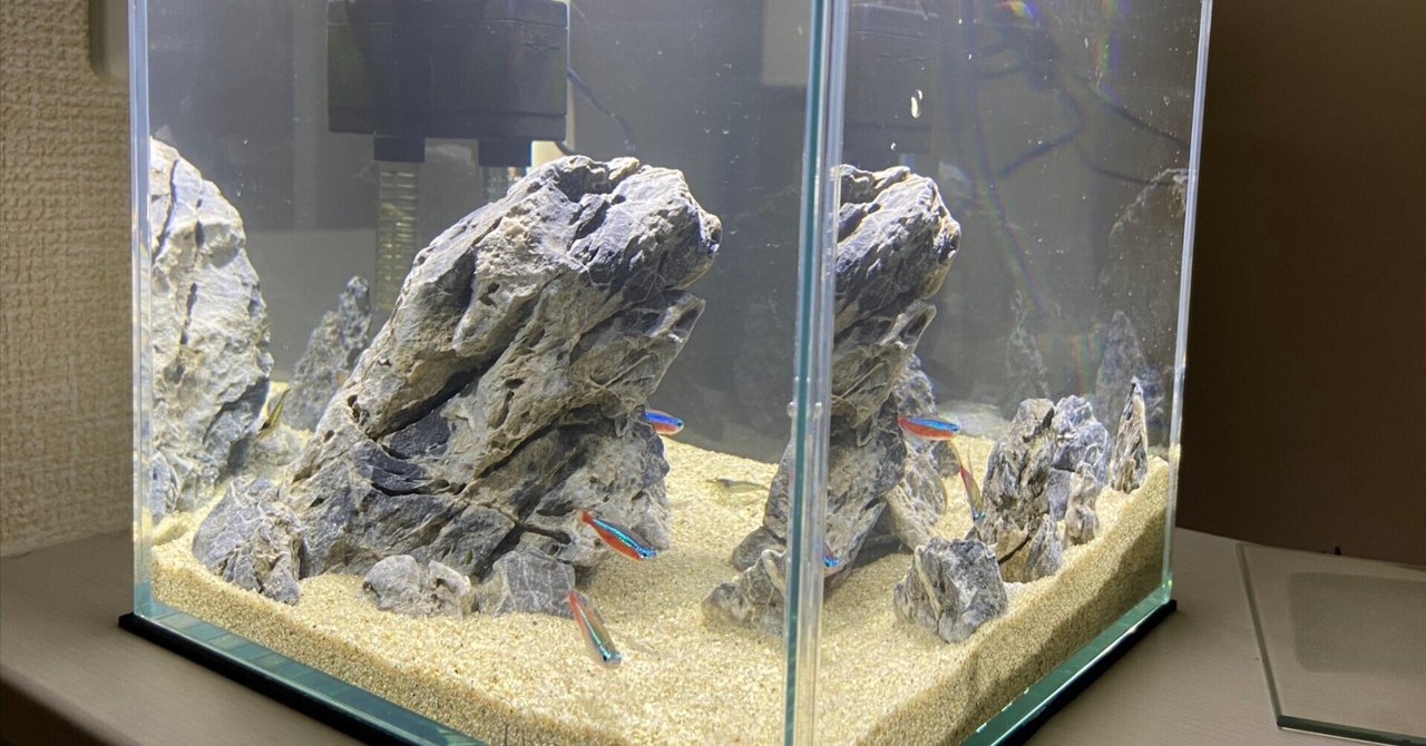 タイムセール 半額 アクアリウム】青華石レイアウトやってみた｜たけのこ アクアリウム