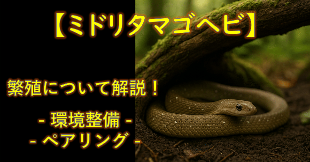 ミドリタマゴヘビの繁殖:環境整備からペアリング 編】繁殖できる環境 ...