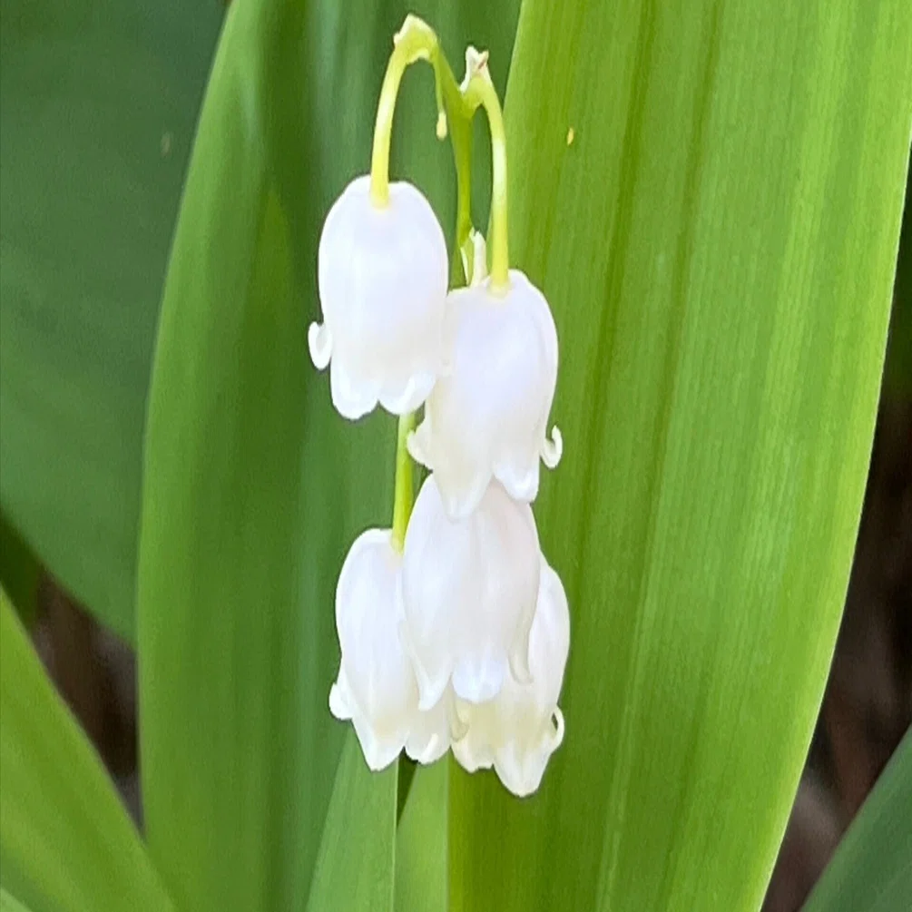 鈴蘭の咲く庭で、教室の記憶がよみがえる 〜5月1日、幸福の花 