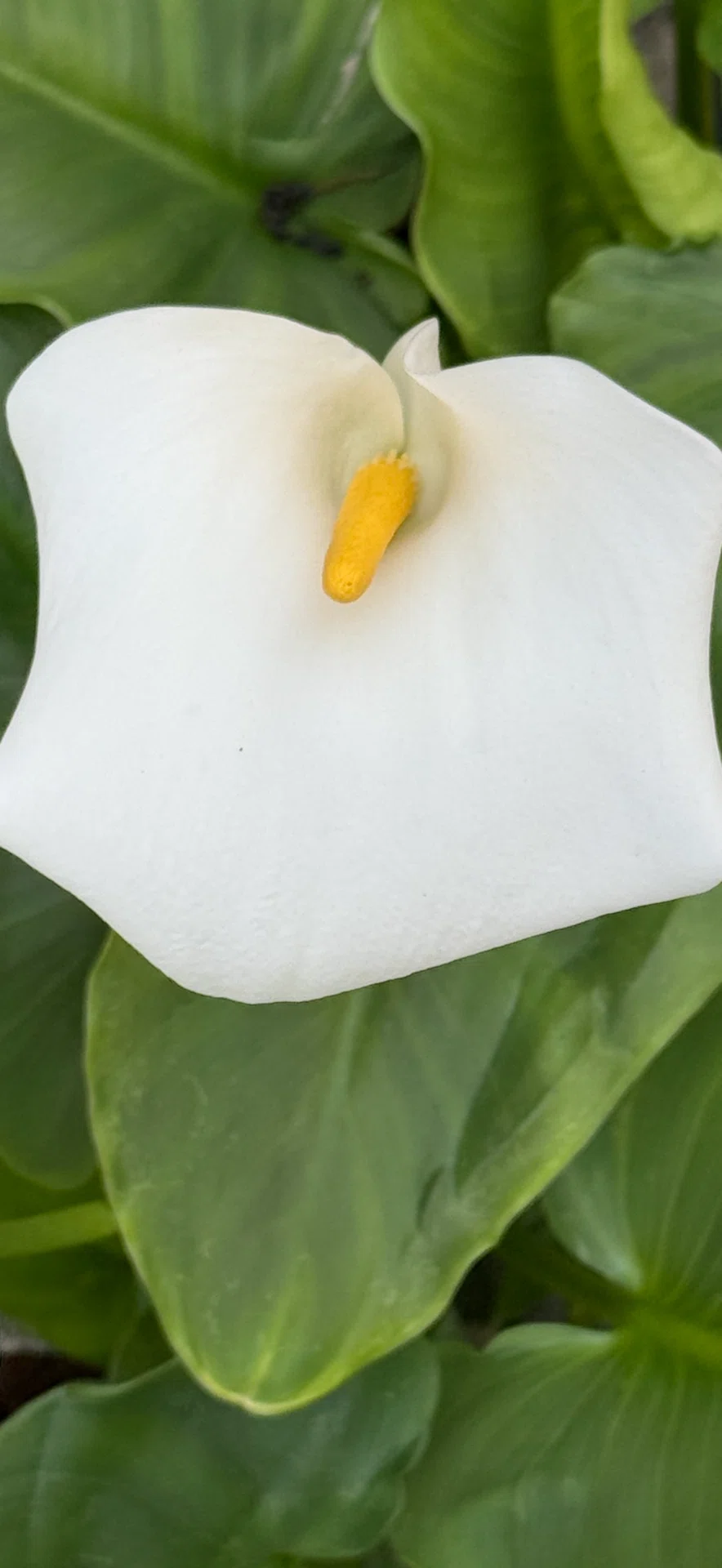 Calla Lily: A Flower Suitable for Formal Scenes and Weddings｜EGGSEED