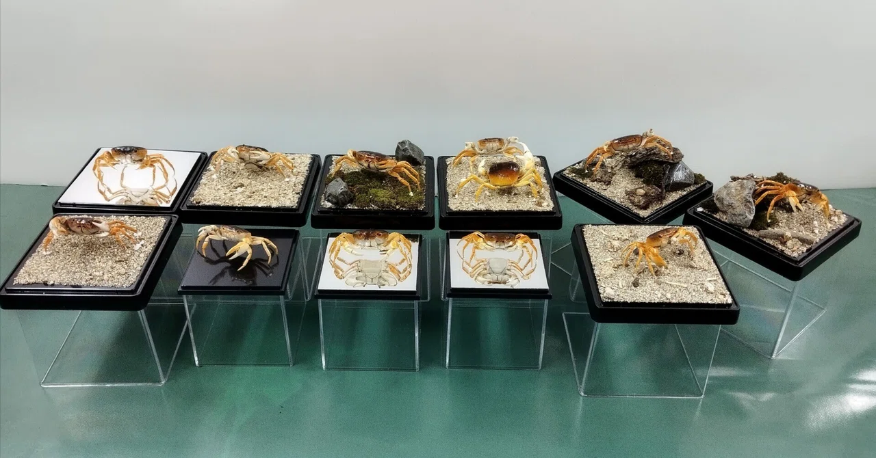 剥製ワークショップ in 倉敷市立自然史博物館｜魚道部！/ 剥製師 力石
