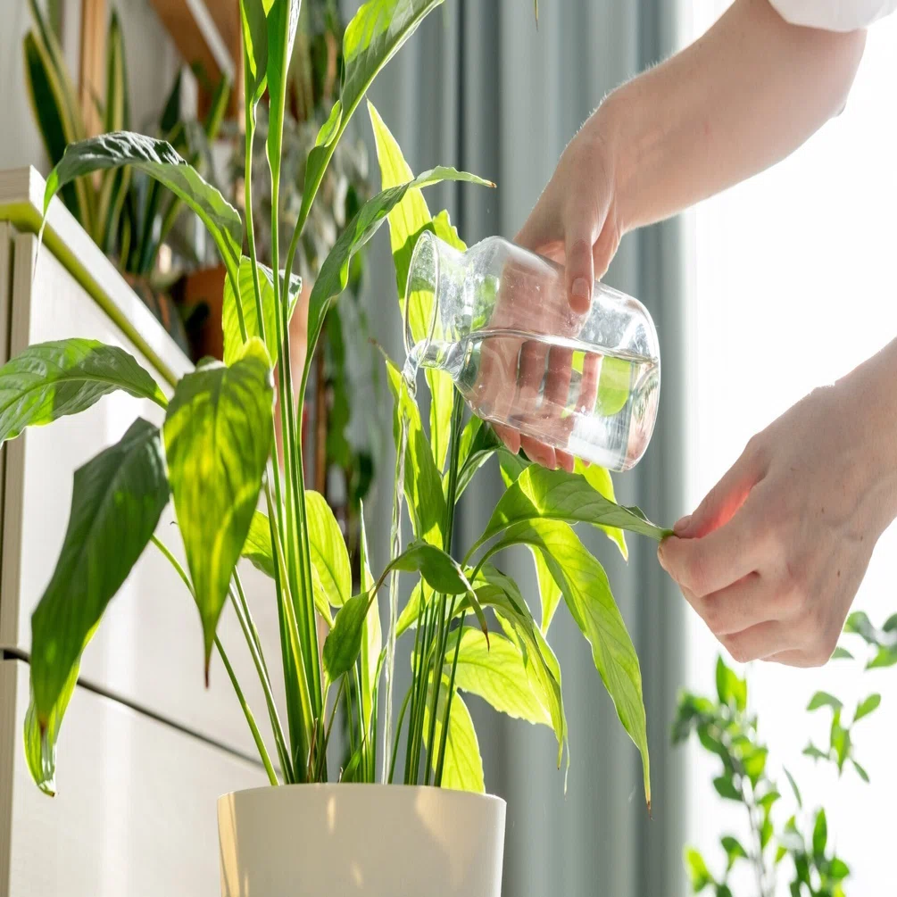 観葉植物に「水やりをちゃんとした」のに枯らした人が恐らく気づか