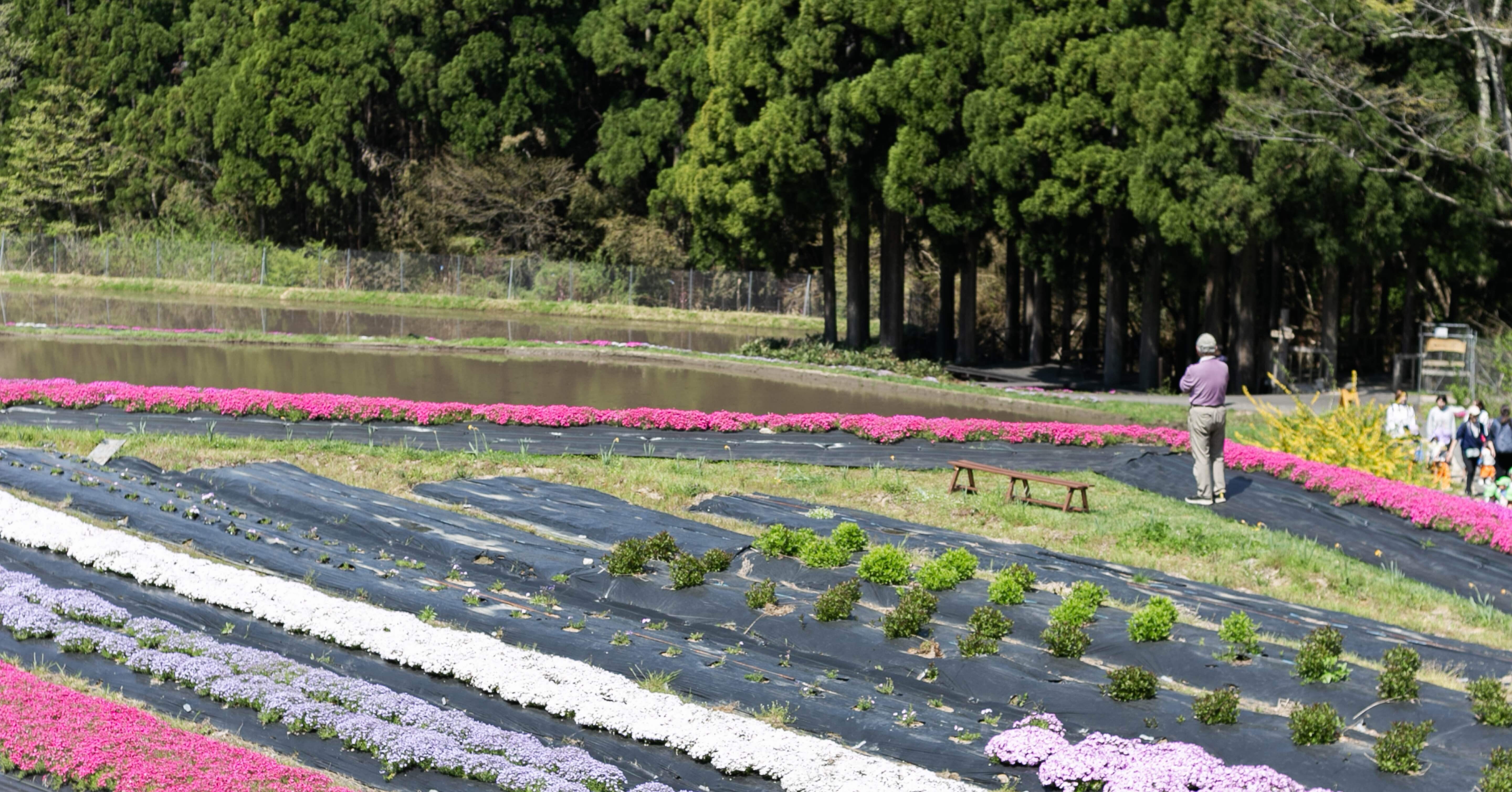 山と田んぼと芝桜｜たにぐち@いとまや不動産