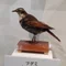 琴鳥ととり