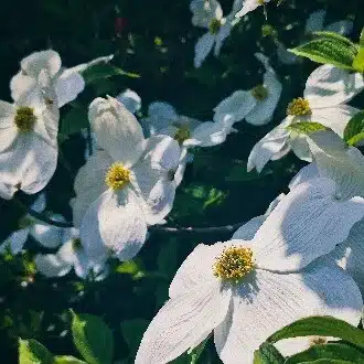 潮 巳月