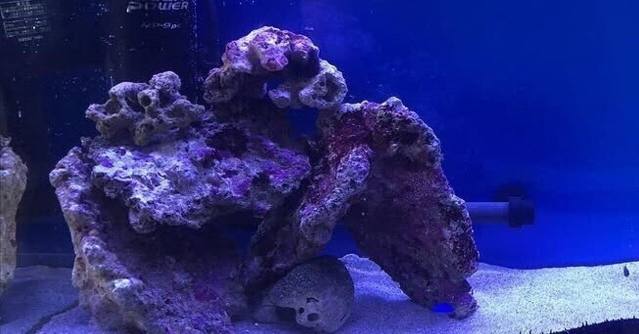 海水　アクアリウム　ライブロック　人工　レイアウト レプリカライブロック7選！海水水槽・サンゴ水槽向けの擬岩を特集