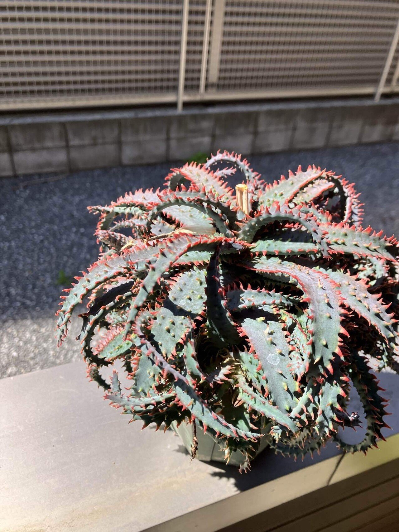 希少ワイリーコヨーテアロエ子株付き 【公式通販】