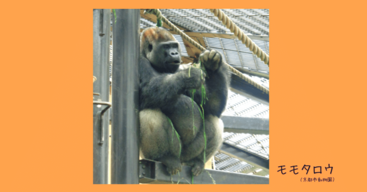 ゴリラファミリーヒストリー】ハンサムゴリラ・モモタロウのルーツを