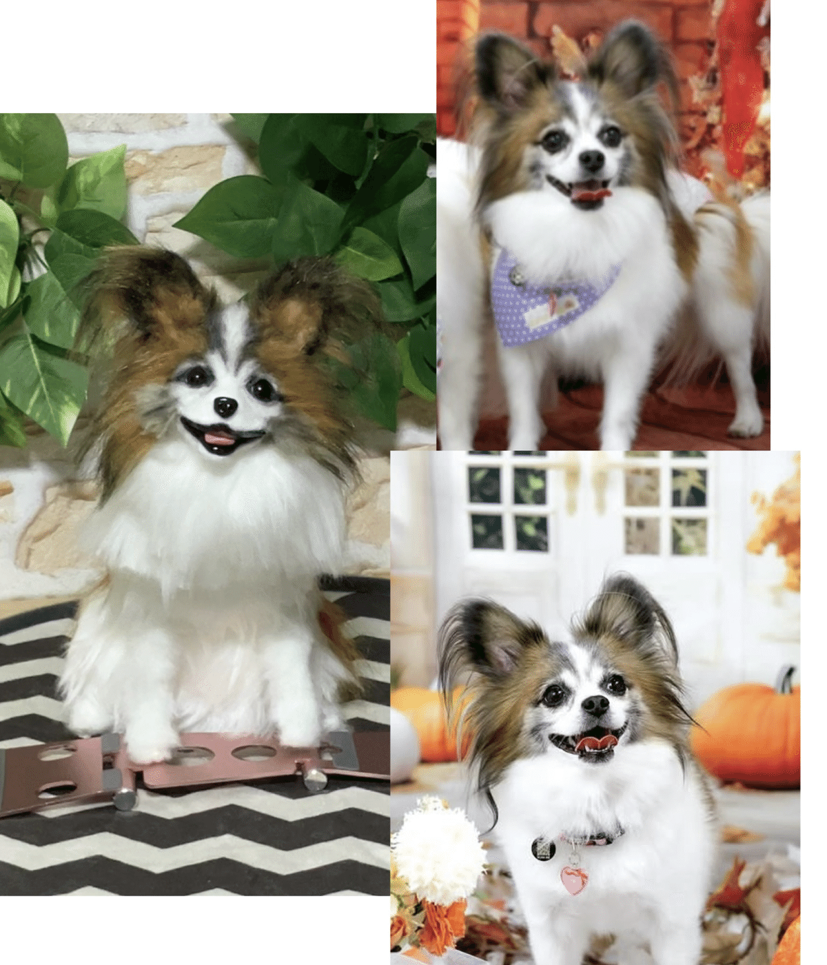 特別価格★【原画】『ディモルフォセカ』（花　植物　犬　チワワ　パピヨン　癒し） 完成✨オーダーのパピチワMIX🐶｜Aki&Shota【Aki】