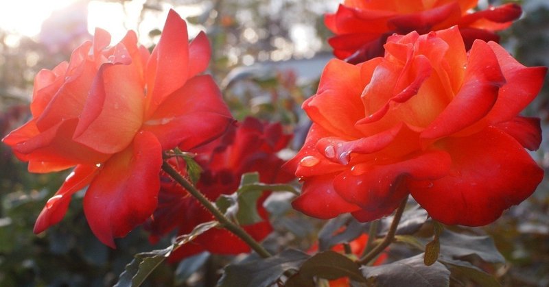 ５０歳不倫相手に 待っててねと言われた に答えました と２月２日の日記 林伸次 Note