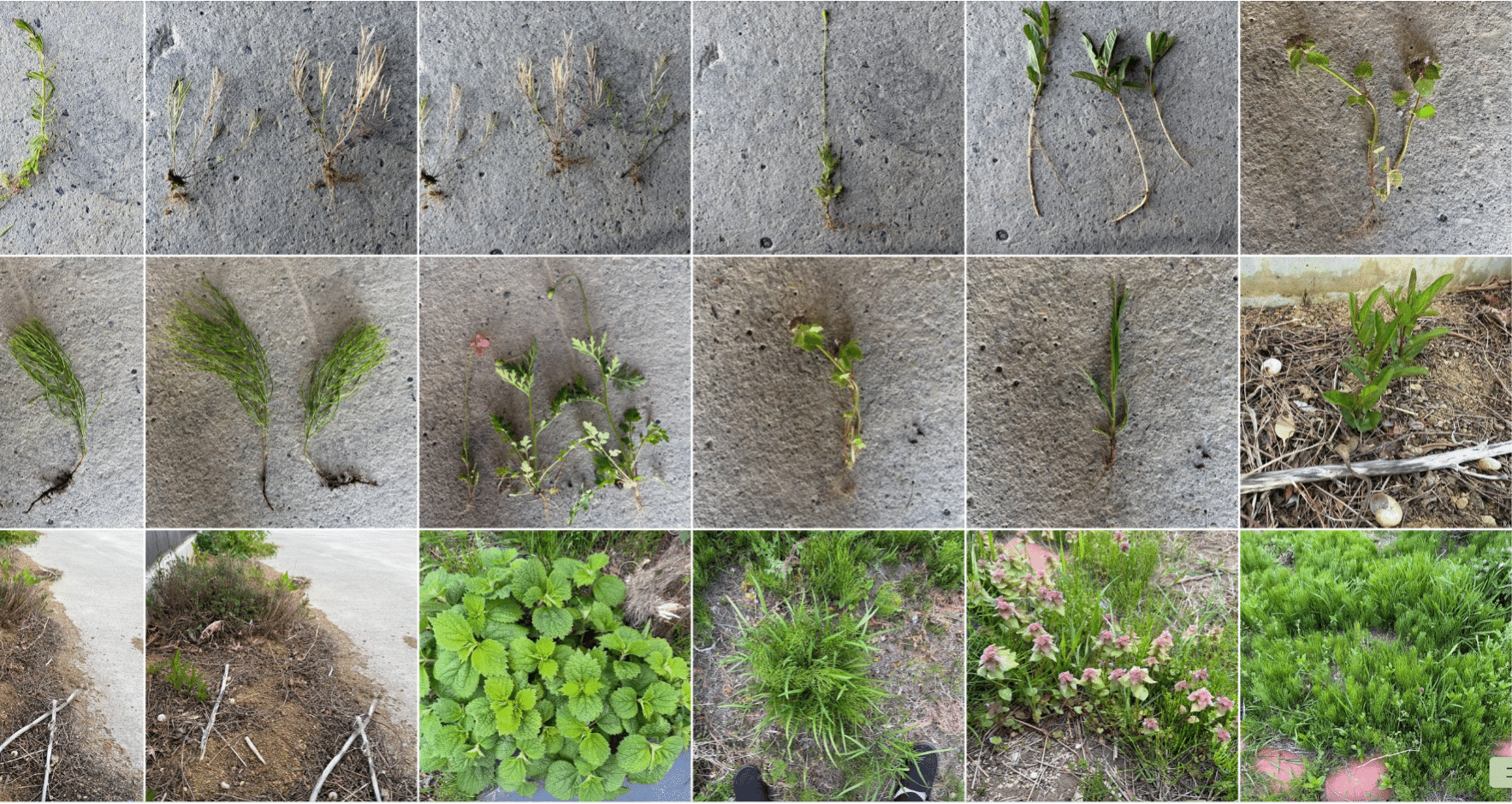 お庭の雑草note｜Yukihiko Yotsukura（studio orb)｜note