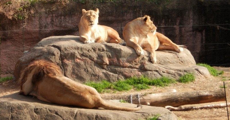 前編 天王寺動物園 仕事帰りにふらりと立ち寄った 河野陽炎 プロ資格マニア 保有資格30ほど 失効4 放送大単位 Note