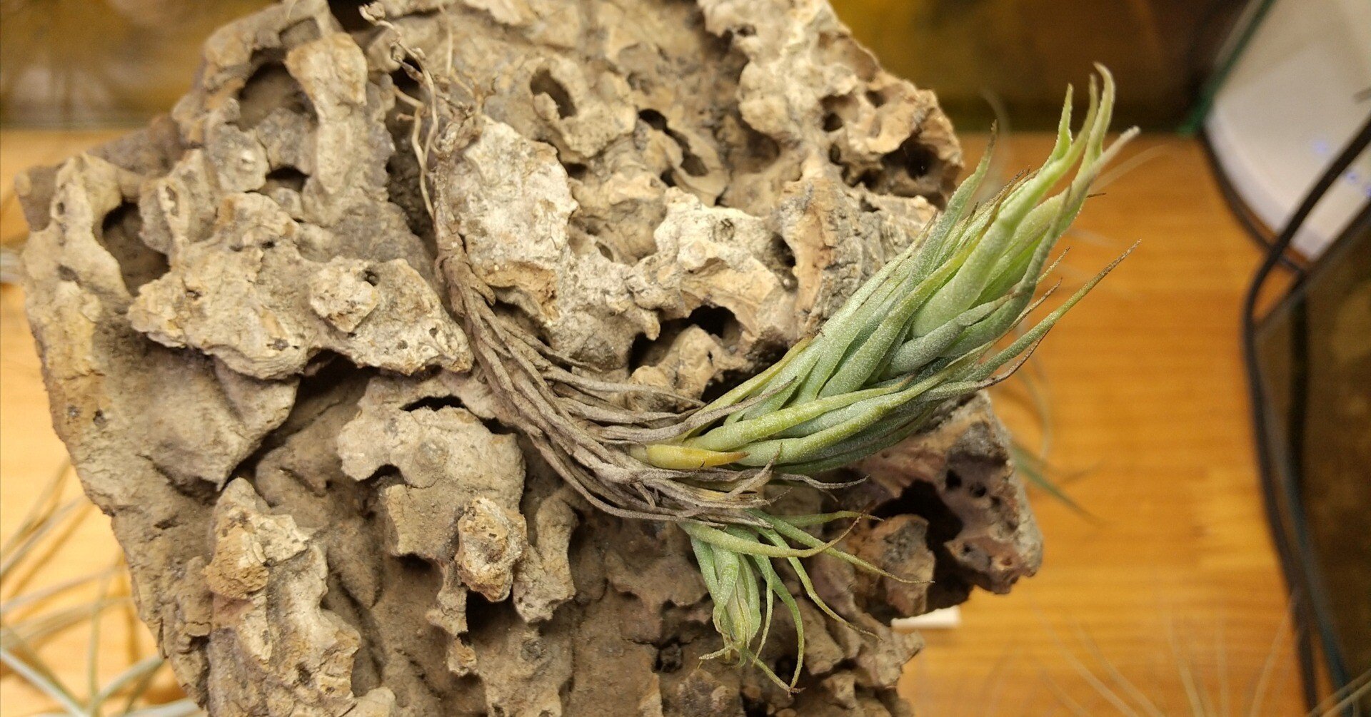 チランジア入荷リスト4/25｜NatureGarden🌿神田