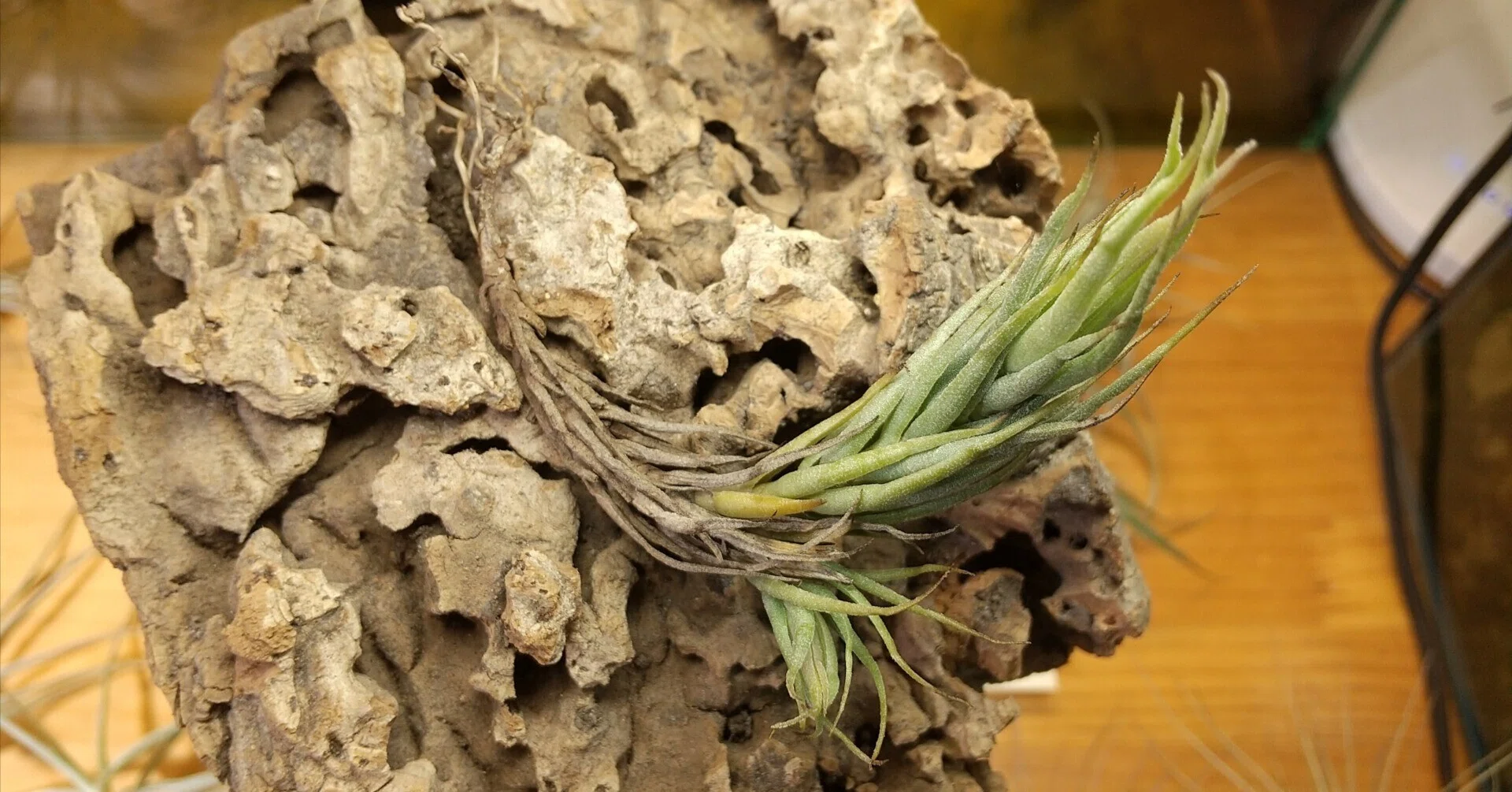 チランジア入荷リスト4/25｜NatureGarden🌿神田