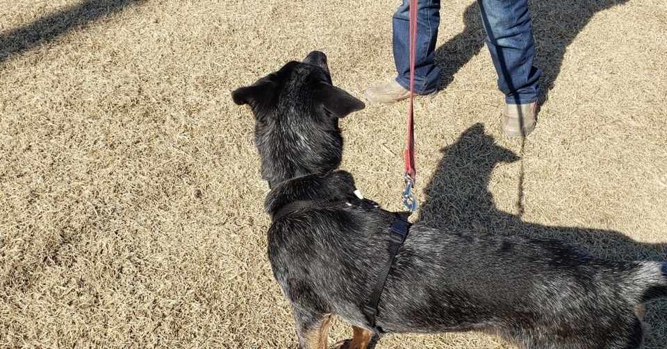 他の犬と歩くこと Home Training Serene Note