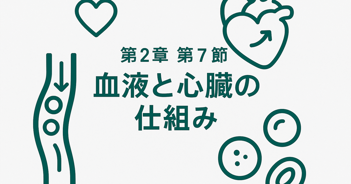 第2章 第7節：血液と心臓のしくみ｜循環器＆血液まとめ｜登録