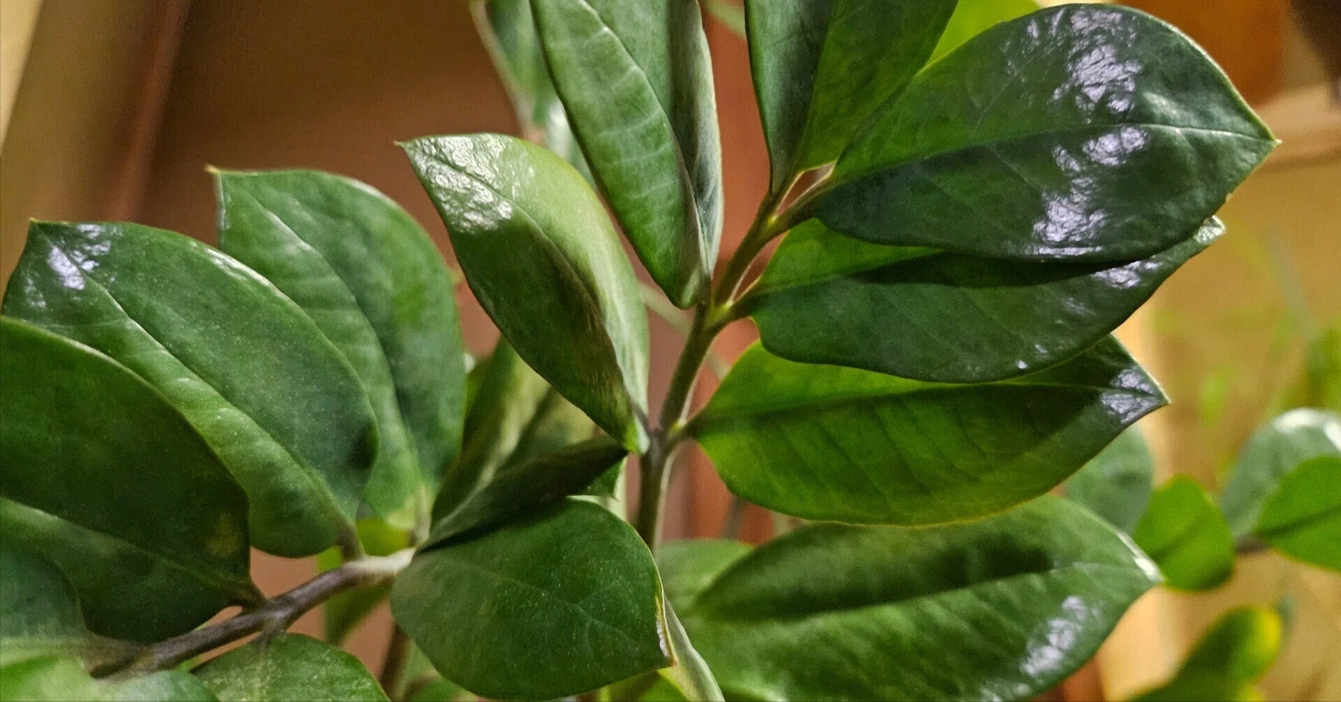 植え替え完了！ 観葉植物 ザミオクルカス｜りい ~ first-penlife ~