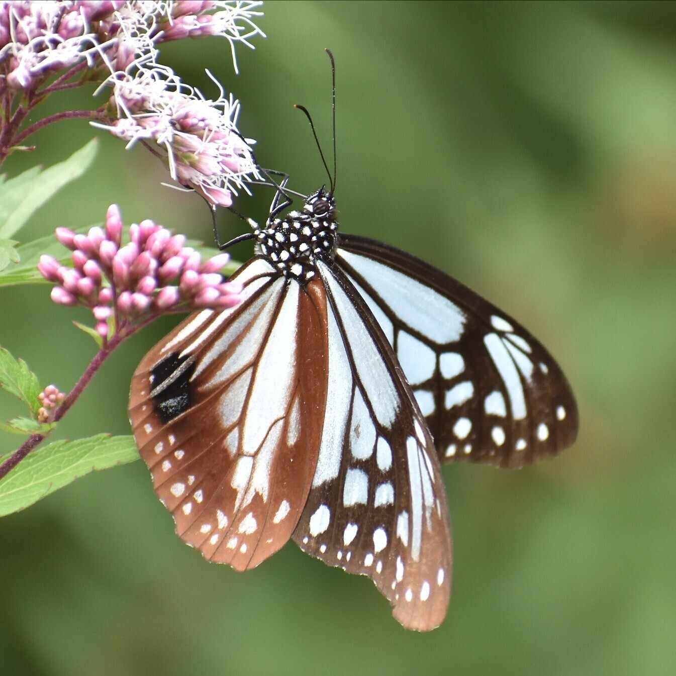 TV: 贋作の誘惑｜姫路いきもの写真