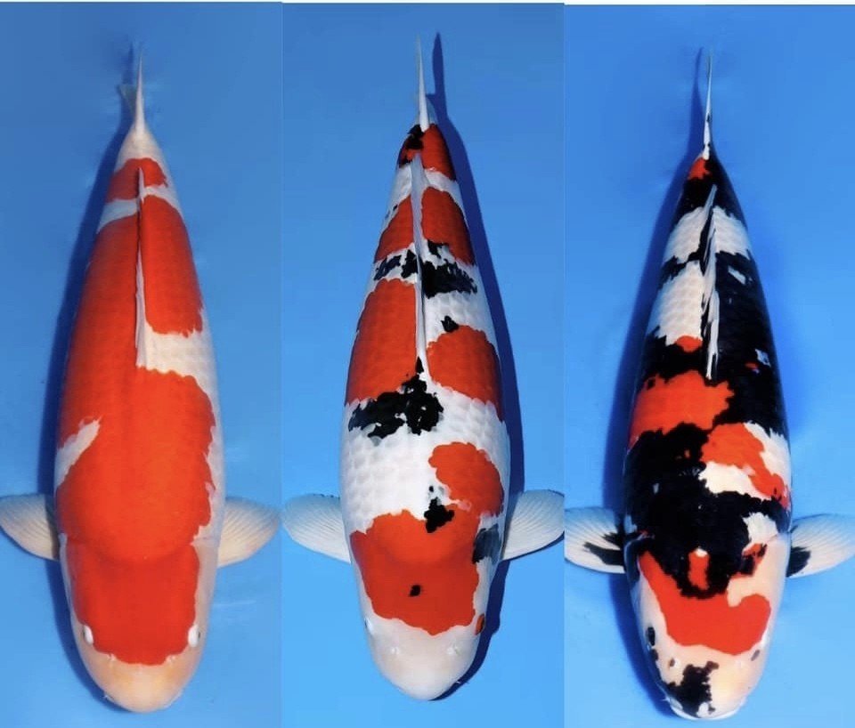 第51回全日本総合錦鯉品評会〜the 51th All Japan Koi show｜Toshio