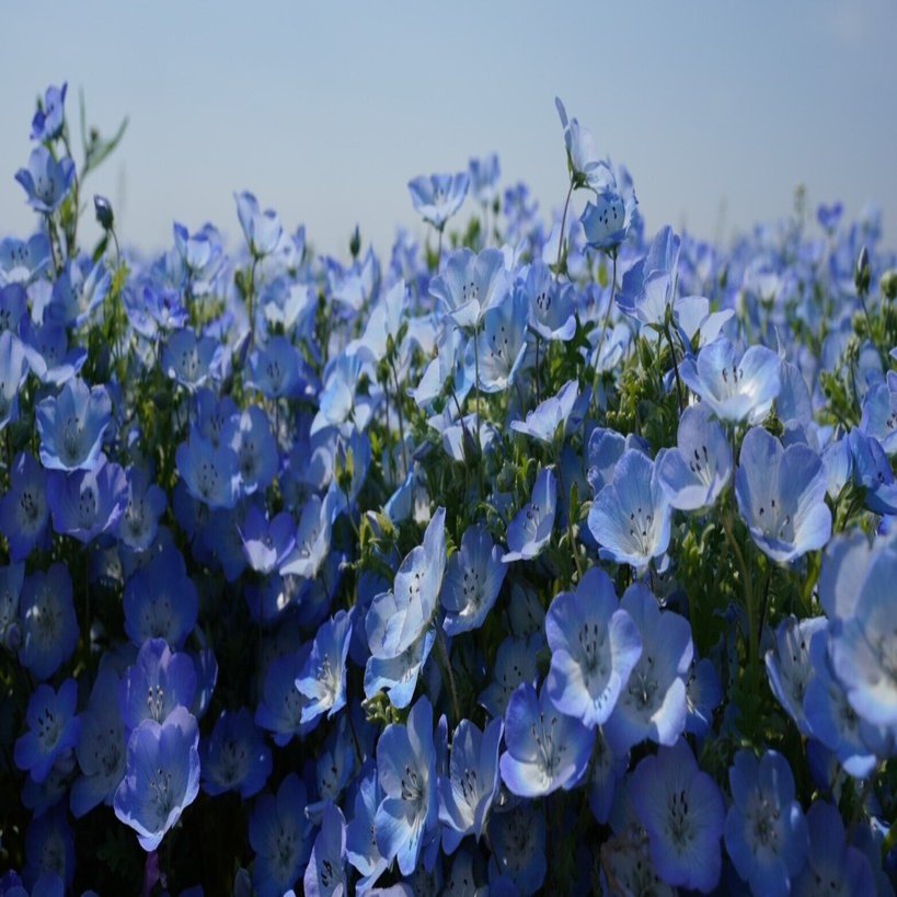 ひねくれカメラ⑦ネモフィラ広角レンズ一本勝負@ひたち海浜公園 ～なぜ