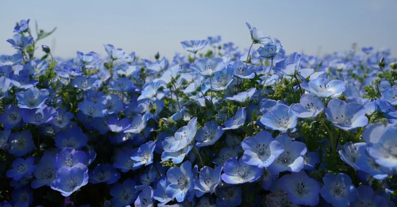 ひま★　他の方はご遠慮ください 茨城 ひたち海浜公園 - 旅するマグネット