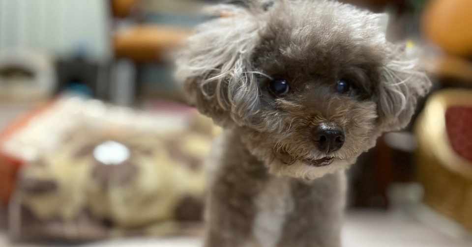 愛犬を トリミングで怪我させてしまった レモンの勇気 Note