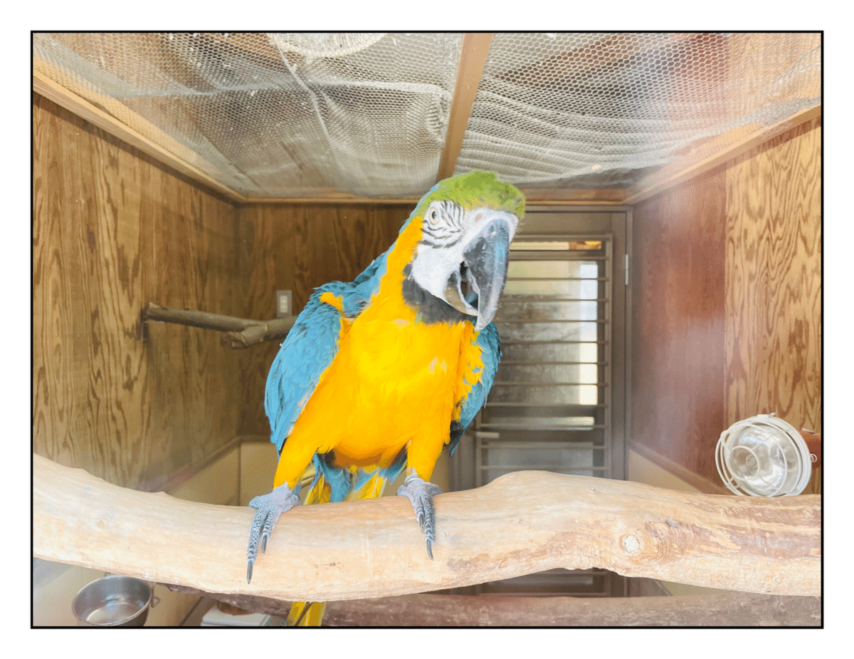 な*な様 インコ ルリコンゴウインコ 鳥 残響青 原画 1点物 (2024年12 ルリコンゴウインコ - Wikipedia