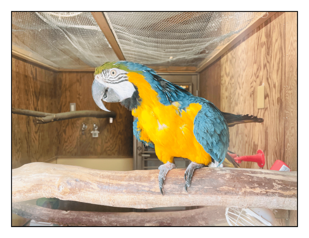 な*な様 インコ ルリコンゴウインコ 鳥 残響青 原画 1点物 (2024年12 ルリコンゴウインコ - Wikipedia