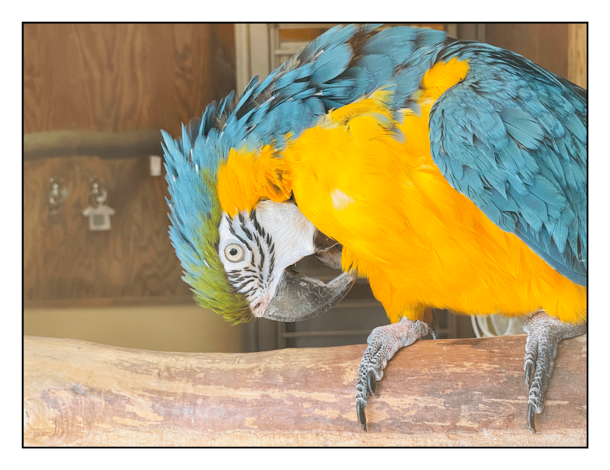 TSUMORI CHISATO - ルリコンゴウインコ 憧れの鳥さん ルリコンゴウインコ｜沖奈りんこ🎈ことりショップ