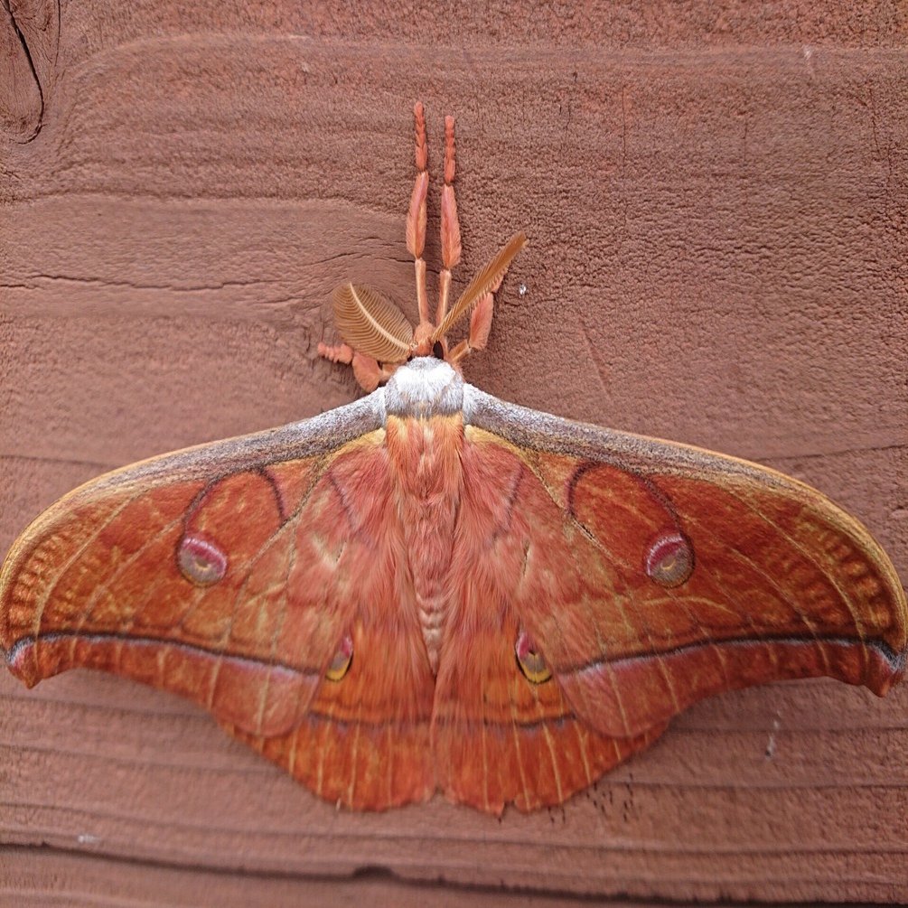 蛾の標本をketi さま専用 リボンヤママユペア 2025年最新】標本 ヤママユの人気アイテム - メルカリ