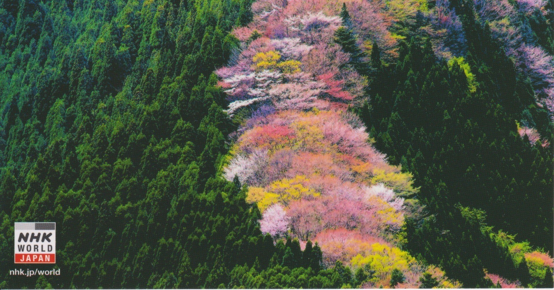 NHKワールドJapan、受信確認証（ベリカード）の発行を終了（泣