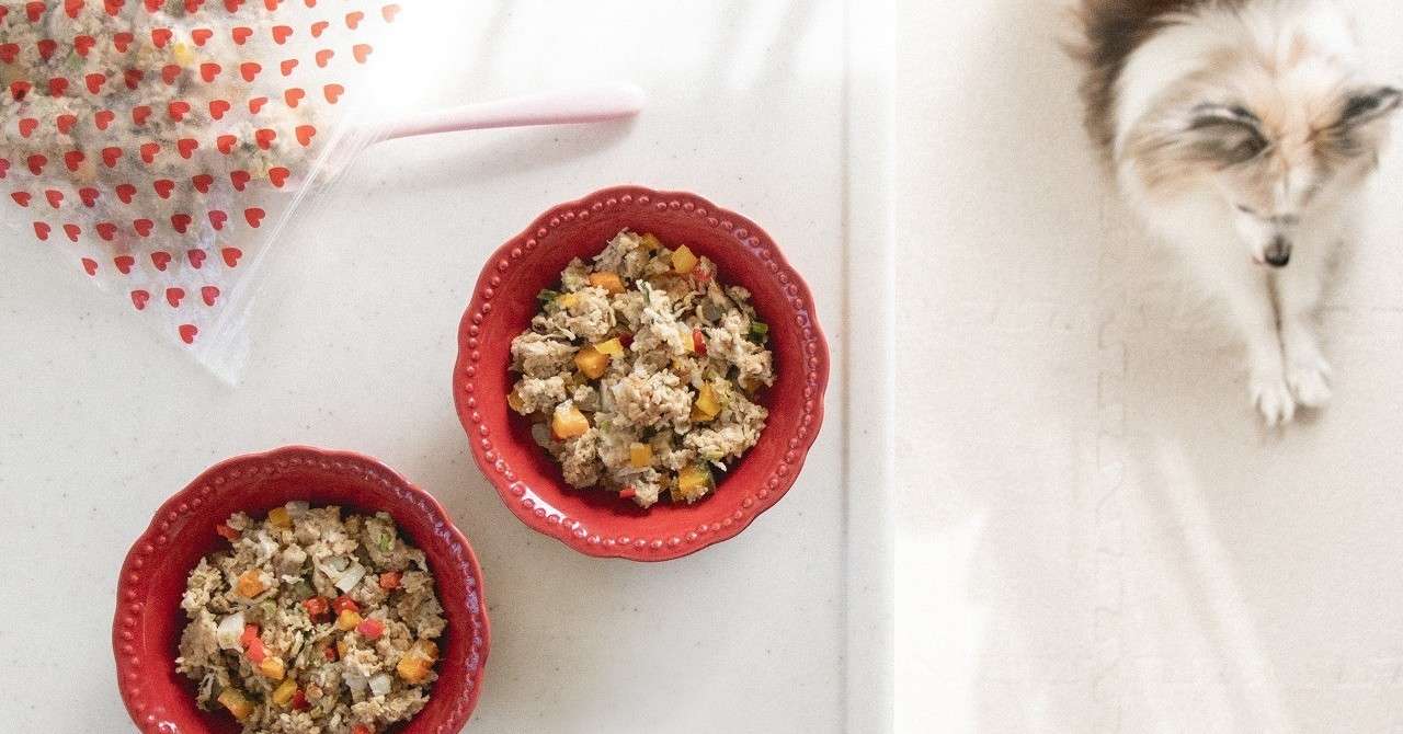 月刊ザテレビジョン 21年1月号 橋本環奈のfirsy Story 犬ごはん先生いちかわあやこ Official Web Site 月刊ザテレビジョン 21年1月号 橋本環奈のfirsy Story 犬ごはん先生いちかわあやこ Official Web Site